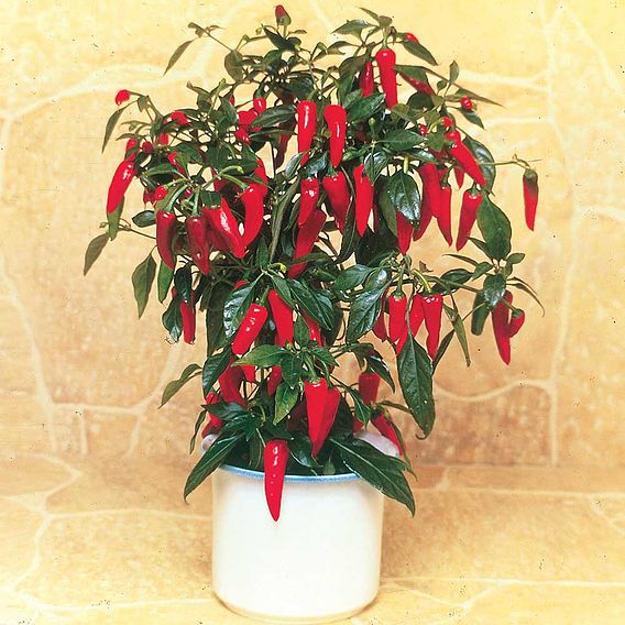 Pepper Chilli Seeds - F1 Apache