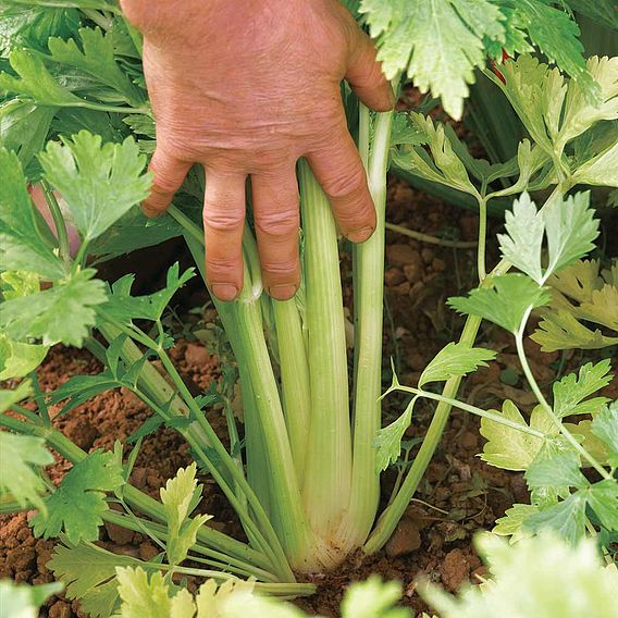 Celery 'Loretta' - Seeds