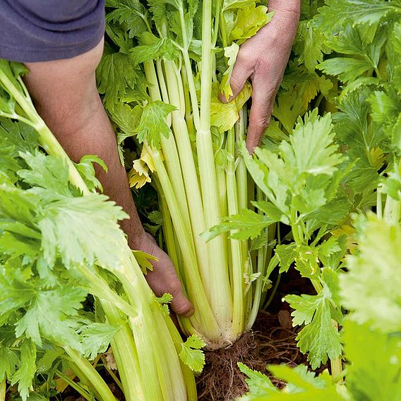 Celery 'Loretta' - Seeds