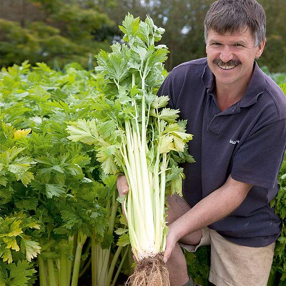 Celery 'Loretta' - Seeds