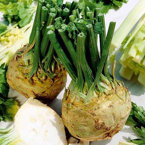 Celeriac Plants - Brilliant