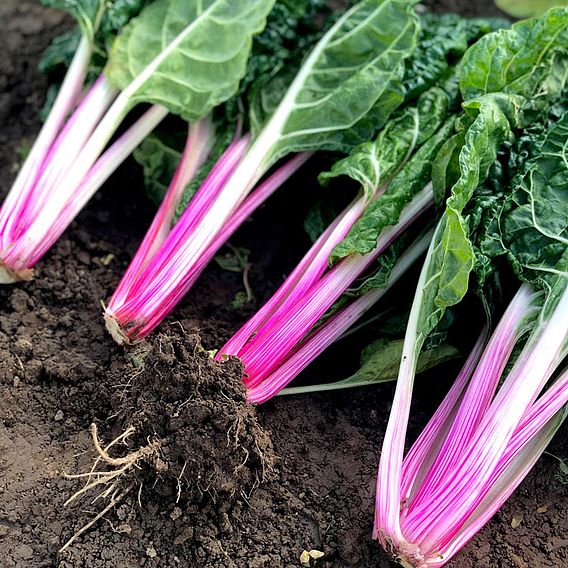 Swiss Chard Seeds - Peppermint