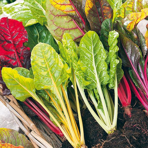 Swiss Chard 'Bright Lights'