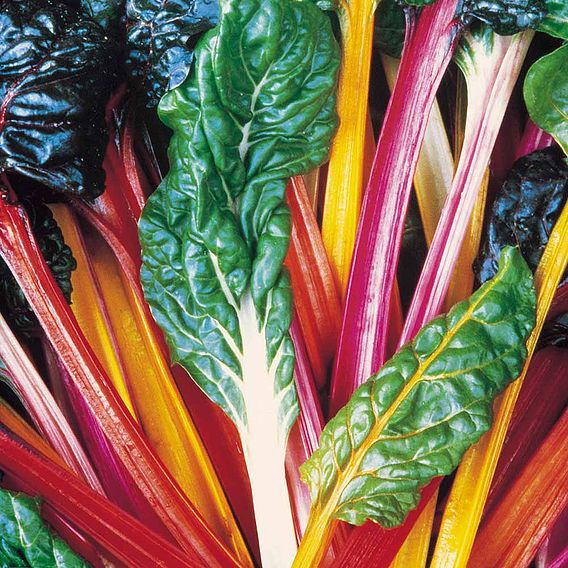 Leaf Beet 'Bright Lights' - Seeds