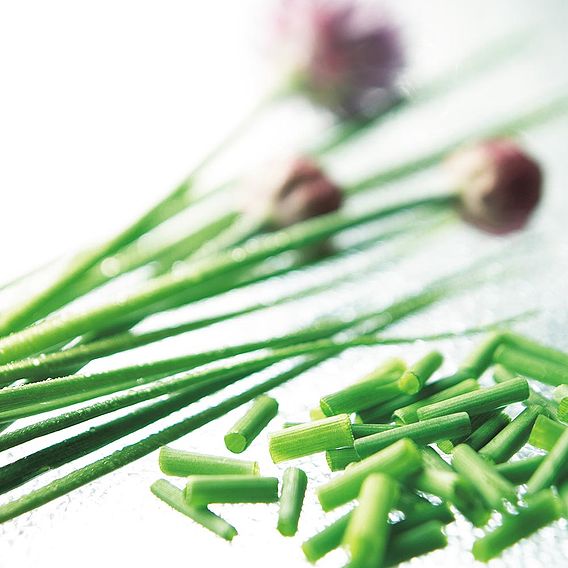 Chives - Herb Seeds