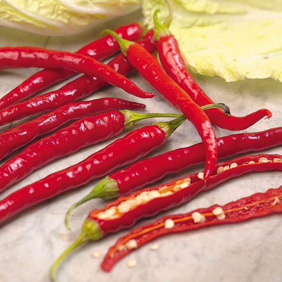 Chilli Pepper 'De Cayenne' - Seeds
