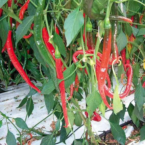 Chilli Pepper 'De Cayenne' - Seeds