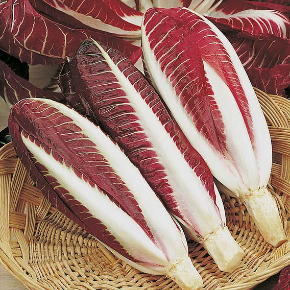 Chicory 'Rossa di Treviso precoce' - Seeds