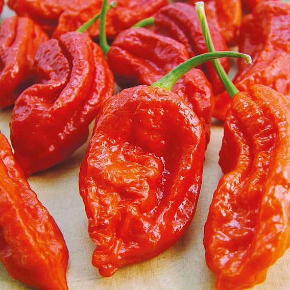Pepper Chilli Seeds - Bhut Jolokia Fiery Furnace