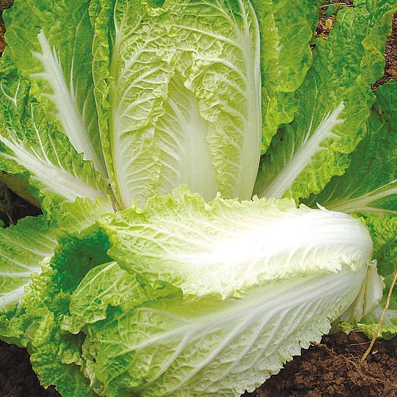 Chinese Cabbage 'Hilton' - Seeds
