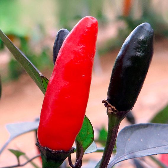 Chilli Pepper 'Zimbabwe Black' - Seeds