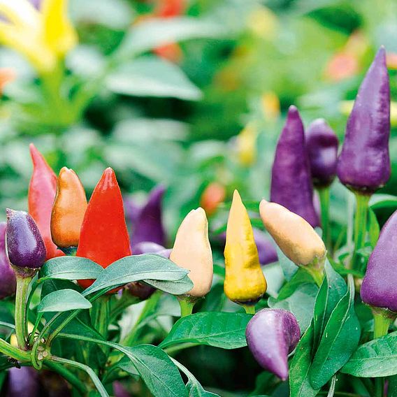Chilli Pepper 'Prairie Fire' - Seeds