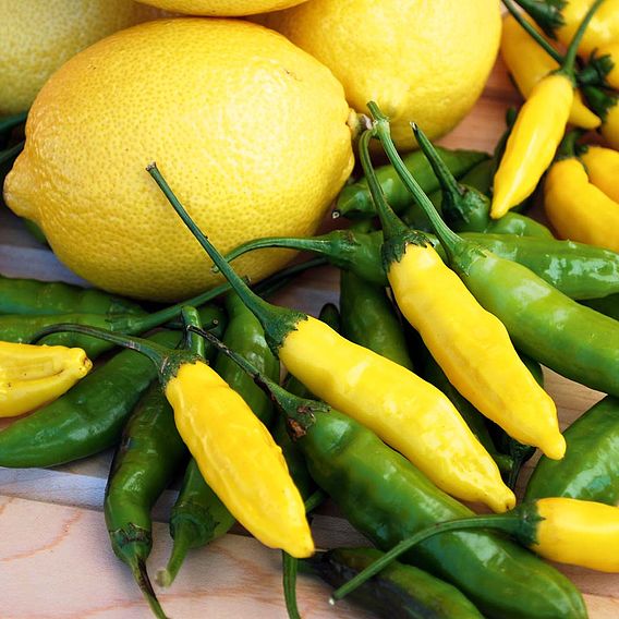 Chilli Pepper 'Peruvian Lemon Drop' - Seeds