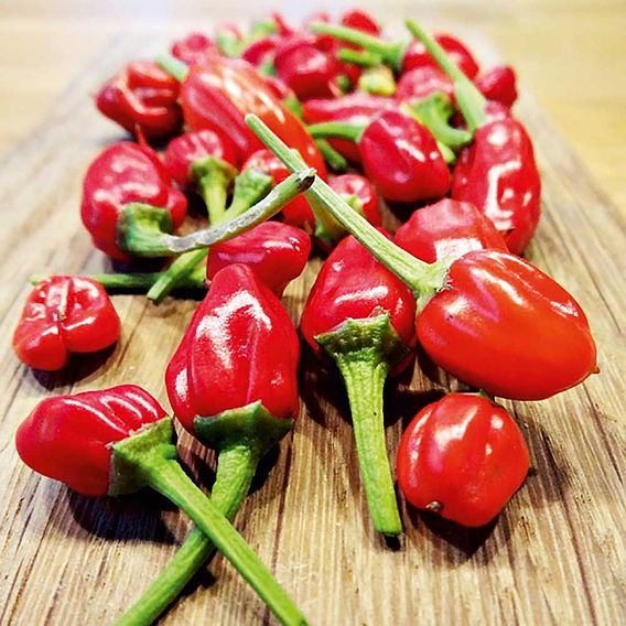 Pepper Chilli Seeds - F1 Apache