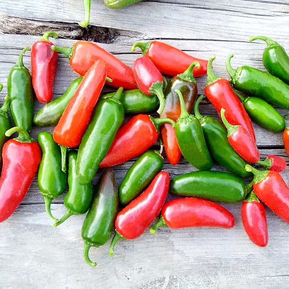 Pepper Chilli Seeds - Jalapeno