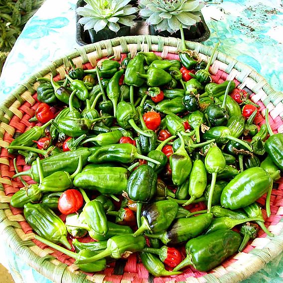 Chilli Pepper 'Padron' - Seeds