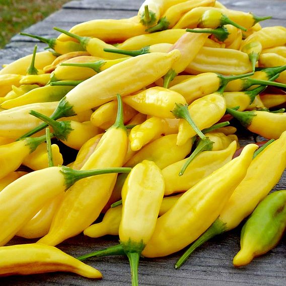 Chilli Pepper 'Peruvian Lemon Drop' - Seeds