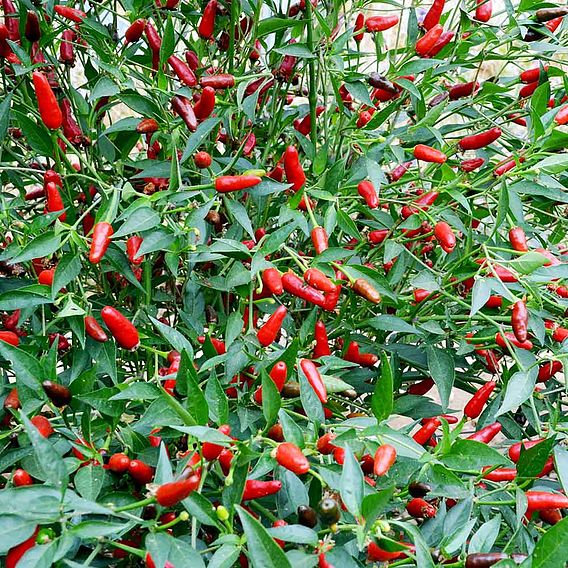 Pepper Chilli Seeds - Hot Thai