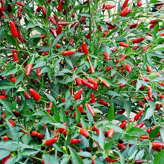Chilli Pepper 'Hot Thai' - Seeds