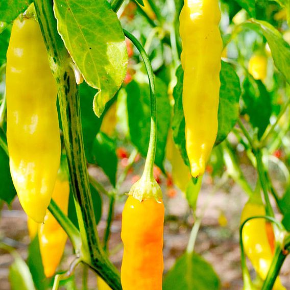 Chilli Pepper 'Aji Habanero' - Seeds