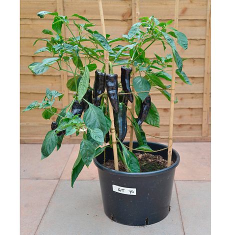 Sweet Pepper Black Knight F1 - Seeds