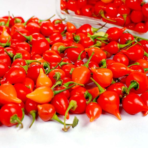 Chilli Pepper 'Pearls' - Seeds
