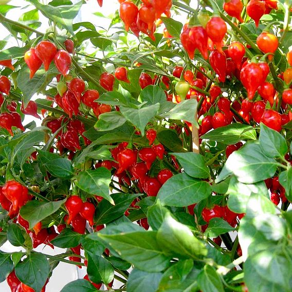 Chilli Pepper 'Pearls' - Seeds