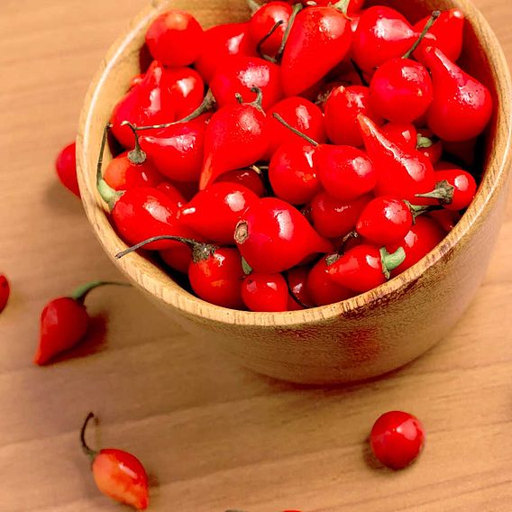 Chilli Pepper 'Pearls' - Seeds