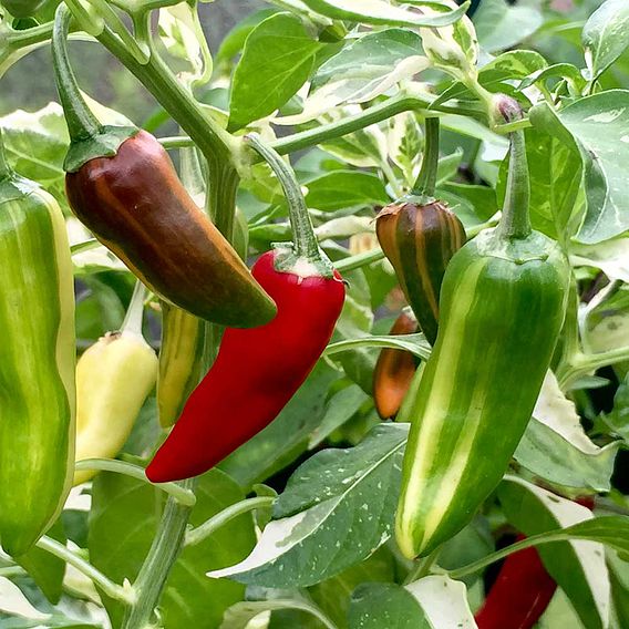 Chilli Pepper Seeds - Hot Rod