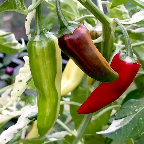 Chilli Pepper Seeds - Hot Rod