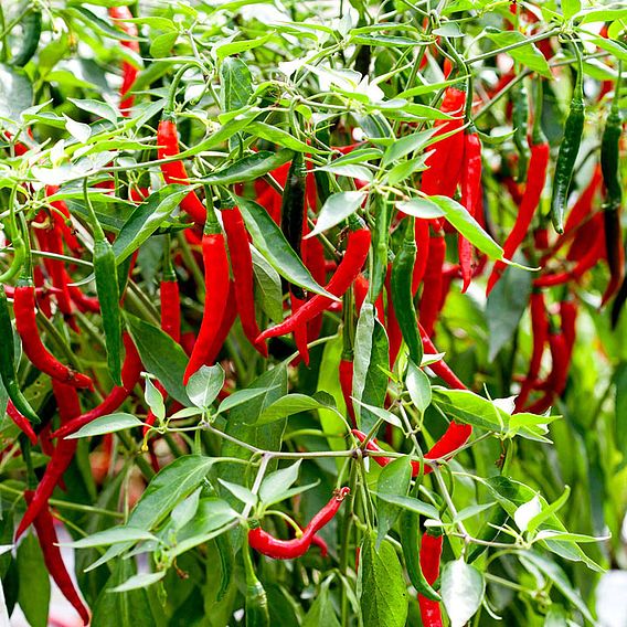 Pepper Chilli Seeds - Longhorn F1