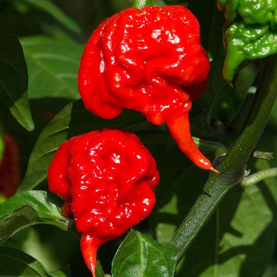 Chilli Pepper Plants - Carolina Reaper