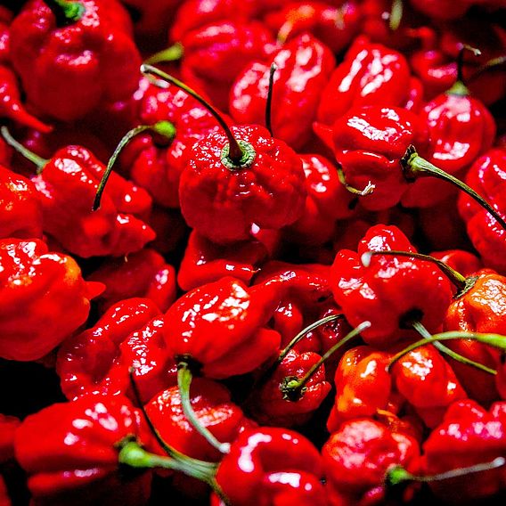 Chilli Pepper Hot Patio 'Carolina Reaper'