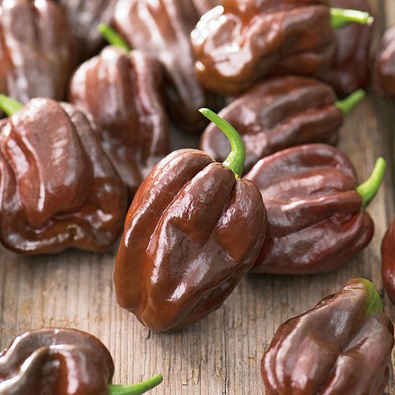 Pepper Chilli Seeds - Chocolate Habanero