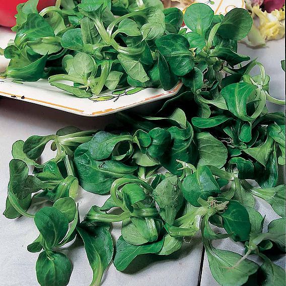 Corn Salad Seeds - Lambs Lettuce