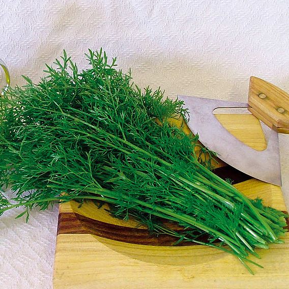 Coriander 'Confetti' - Herb Seeds