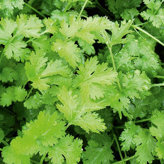 Coriander - Herb Seeds