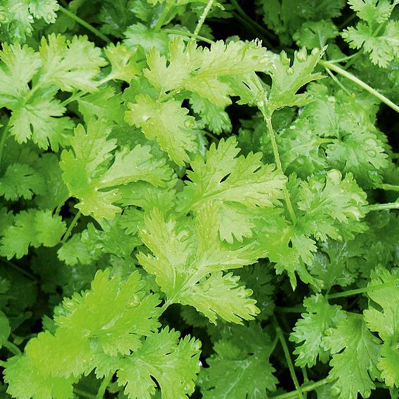 Herb Seed - Coriander