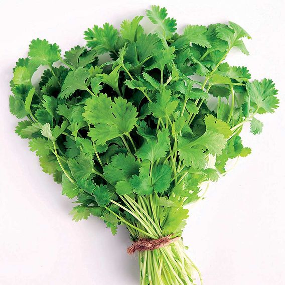 Coriander - Herb Seeds