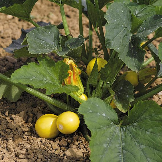 Courgette Seeds - F1 Ball Mix