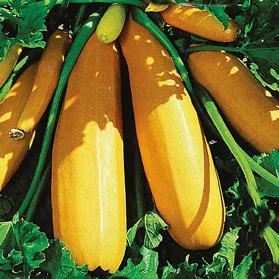 Courgette Seeds - F1 Atena