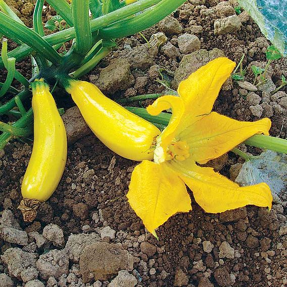 Courgette Seeds - F1 Atena