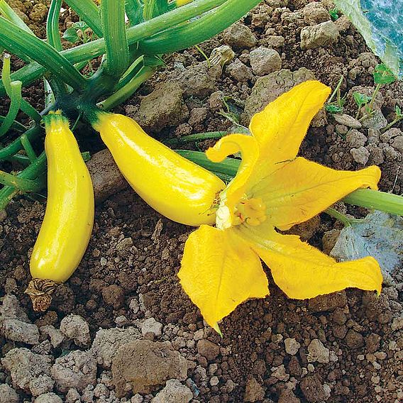 Courgette F1 'Atena' - Seeds