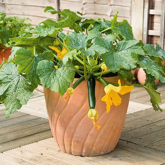 Courgette F1 'Midnight' - Seeds