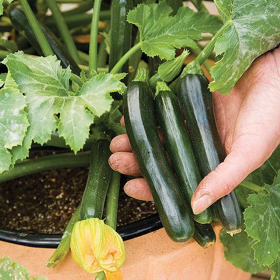 Courgette F1 'Midnight' - Seeds