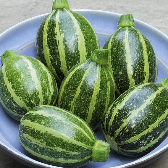 Marrow F1 'Piccolo' - Seeds
