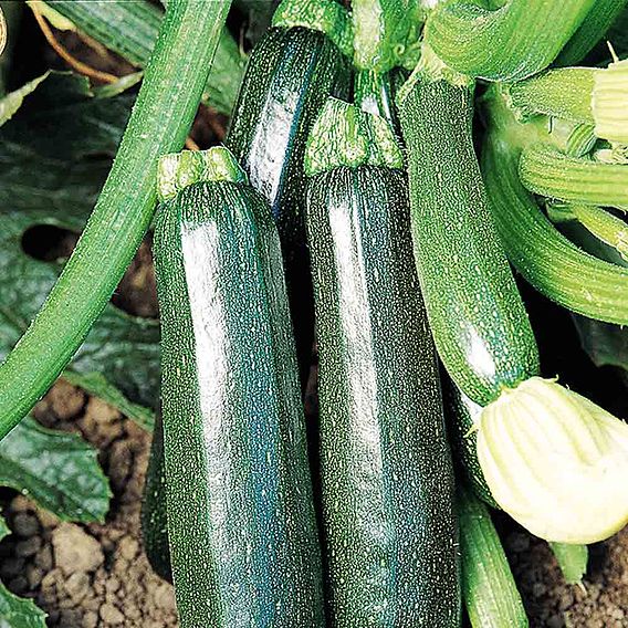 Courgette 'Sure Thing'