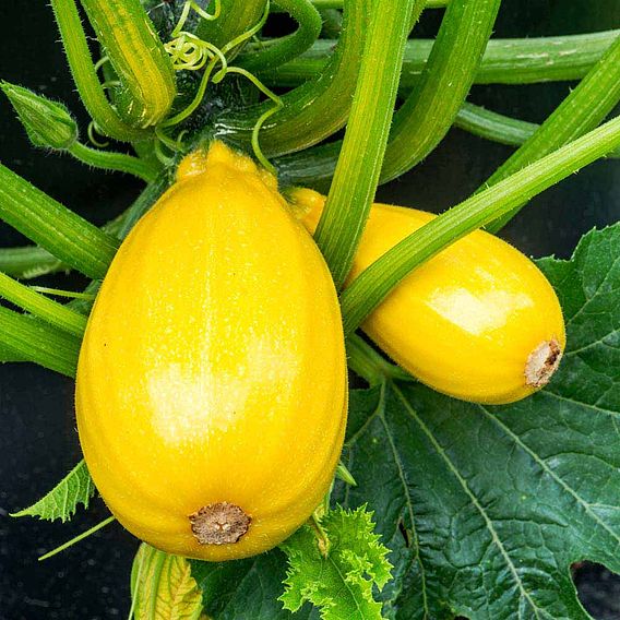 Courgette Seeds - F1 Golden Griller