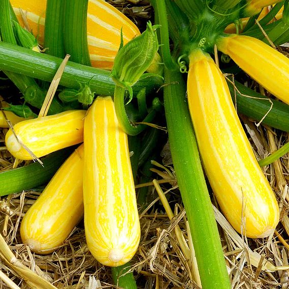 Courgette Seeds - F1 Goldmine