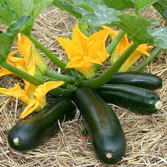 Courgette Seeds - F1 Midnight